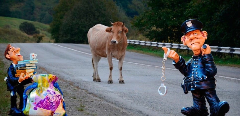 Что делать, если произошло ДТП с коровой и машиной? Кто виновен и как оформить?